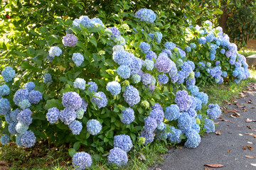 Hydrangea macrophylla ornamental shrubs with blue flower heads garden hedge.