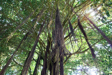 Fototapeta premium Ficus benghalensis,Ficus indica,banyan,banyan fig or Indian banyan sacred tree.