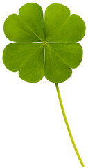 The four-leaf clover is a symbol of good luck on all four sides: Hope, Faith, Love, Luck on white background PNG File.
