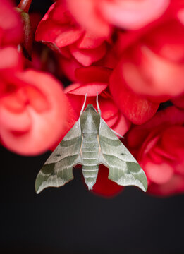 Close up of sphinx moth (darapsa myron) on red flowers.