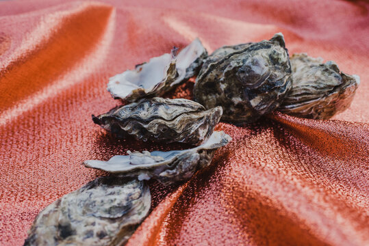 Fresh oyster shells on a vibrant fabric background.
