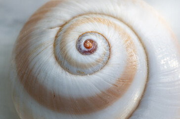 Close-up of a sea mollusk shell. Macro shot.