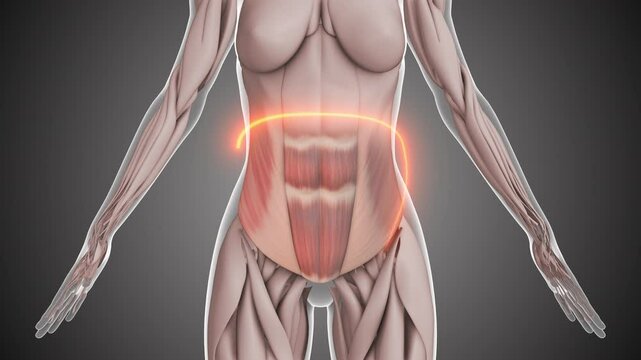 Lower rectus abdominis and oblique muscle anatomy