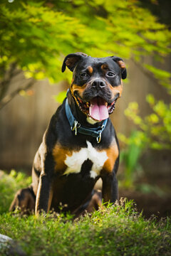 Mixed breed boxer dog sitting under the shade of a tree
