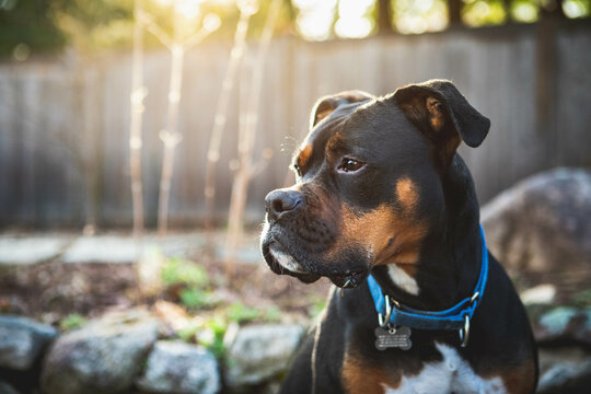 Portrait of a boxer mixed breed dog wearing a blue collar