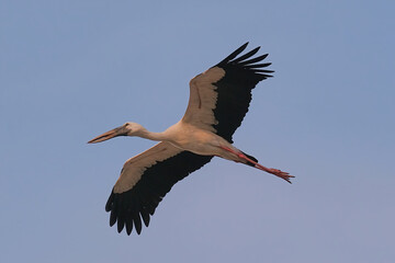 Asian openbill stork