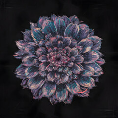 purple dahlia flower