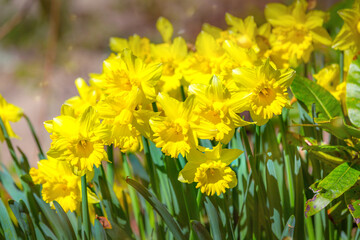 Obraz premium yellow daffodil flowers spring bloom
