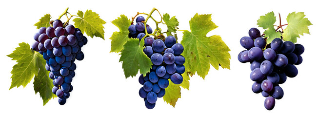 collection of grape plants on transparent background