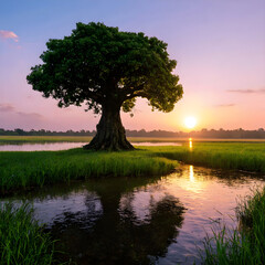 Big Tree in the tipical field with the sunset