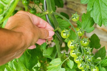 Tomatoes sprout pruning . Seasonal garden work.