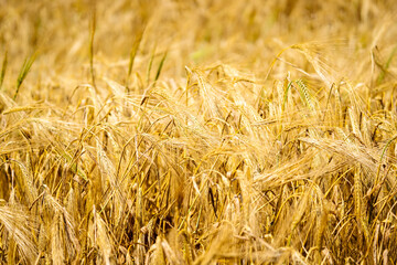 Background with ripened grain crop. Village yellow field of cereals, homeland and comfort