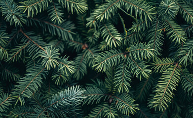 Close-up of green evergreen tree branches forming a dense pattern.