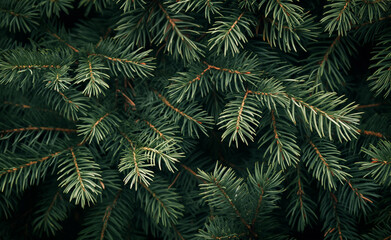 Close-up of green evergreen tree branches forming a dense pattern.