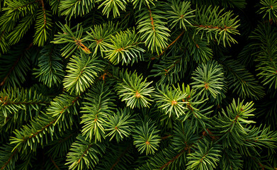 Close-up of green evergreen tree branches forming a dense pattern.