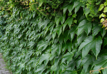Parthenocissus green hedge, virginia crepeper foliage wall pattern, lush green victoria creeper ivy...