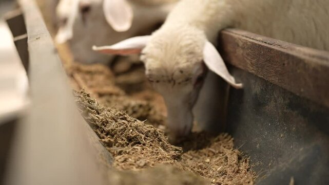 sheep on the farm are eating feed
