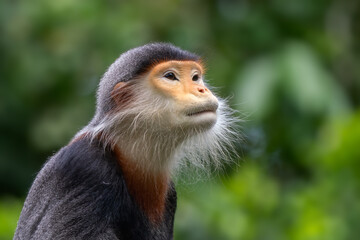 Red-shanked Douc Langur - Pygathrix nemaeus, beautiful unique colored primate endemic to tropical forests of Southeast Asia, Denang, Vietnam.