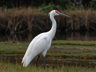 Fototapeta premium Siberian crane,Leucogeranus , AI generated