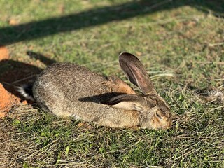 Close-Up of a Bunny on a Meadow - Capturing the Charm of a Rabbit in its Natural Habitat