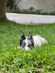 Fototapete bei efototapeten.de bestellen   