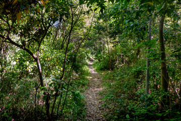 春の青空　公園の風景　滋賀県野洲市野洲川北流跡自然の森