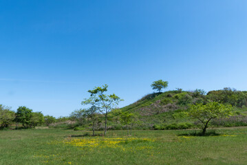 春の青空　公園の風景　滋賀県野洲市野洲川北流跡自然の森