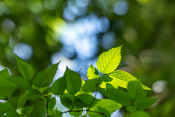 春の青空　公園の風景　滋賀県野洲市野洲川北流跡自然の森