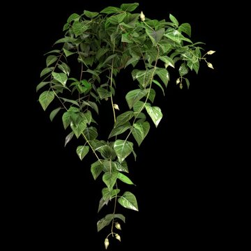 3d illustration creep plant cobaea scandens