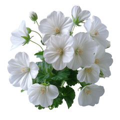 A beautiful cluster of white flowers in full bloom, showcasing delicate petals and rich green...