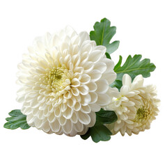 Beautiful close-up of blooming white chrysanthemum flowers with green leaves. Perfect for floral...
