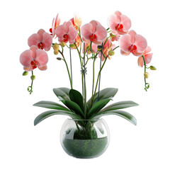 Elegant pink orchid in a clear glass vase with lush green leaves, perfect for home decor and indoor gardening inspiration.