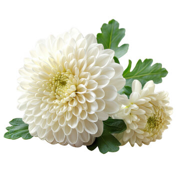 Beautiful close-up of blooming white chrysanthemum flowers with green leaves. Perfect for floral themes and decorative designs.