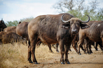 African buffalo or Cape buffalo in the african bush looking directly at the camera, South Africa