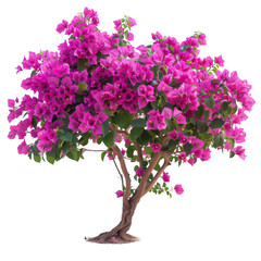 Beautiful blooming bougainvillea tree with vibrant pink flowers and lush green leaves, showcasing nature's beauty and floral elegance.