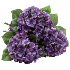 Close-up photo of vibrant purple hydrangea flowers with green leaves, isolated on white. Perfect for floral decor and botanical themes.