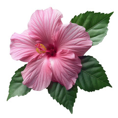 Beautiful pink hibiscus flower isolated on white background with green leaves. Perfect for floral designs, nature themes, and botanical illustrations.