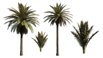 Fototapeta premium palm tree isolated on white
