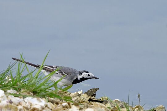 Bergeronnette grise- Motacilla alba - Hoche queue gris - passereaux - motacillid&eacute;s
