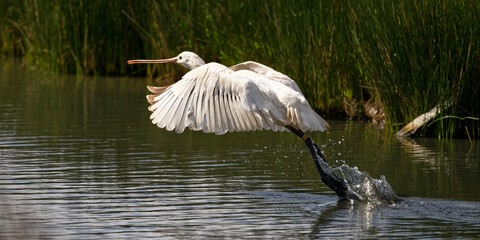 Spatule blanche - Platalea leucorodia - échassiers - Threskiornithidae
