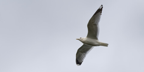 Goéland cendré - Larus canus - oiseaux de merLaridae
