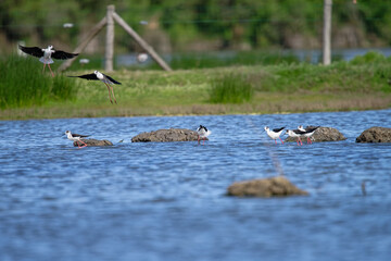 Échasse blanche - Himantopus himantopus - oiseaux échassiers - limicoles - Recurvirostridae
