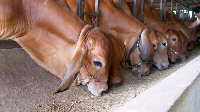 Happy cows on the farm Brahman cows eat hay in the cow pen. Beef cows on the farm thailand