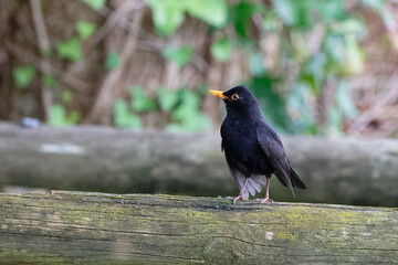  Merle noir - Turdus merula) - passereaux - turdidés.

