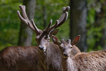 cerf - cervus elaphus
