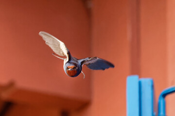 Hirondelle rustique - Hirundo rustica  ©  - Erick M - 