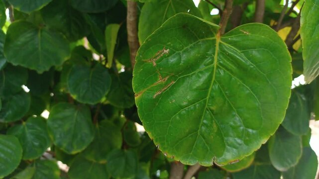 The shield aralia or plum aralia in the garden. Medicine Plant. Polyscias scutellaria. Daun Mangkokan.