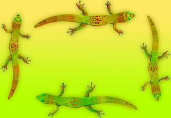 Cadre margouillats 