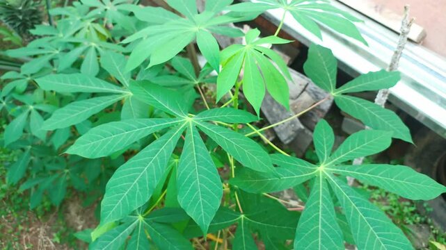 Fresh cassava leaves on the tree. Cassava leaves blowing in the wind. Indonesian call it singkong or ketela.