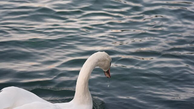 Closeup white swan or Cygnus olor floating on the lake